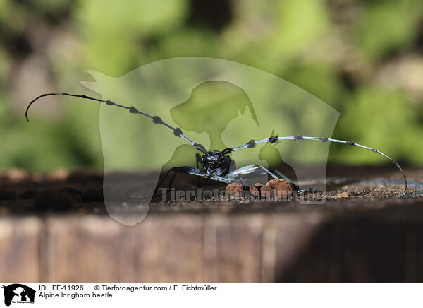 Alpenbock / Alpine longhorn beetle / FF-11926
