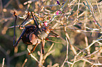 armored cricket