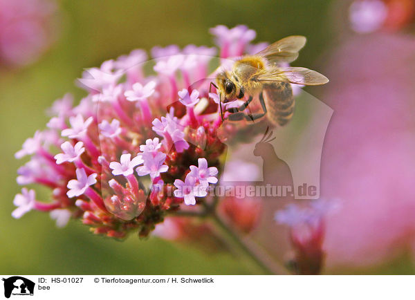 Biene / bee / HS-01027