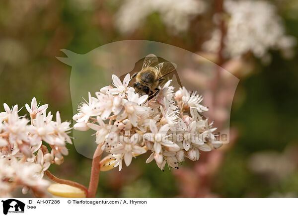 Biene / bee / AH-07286