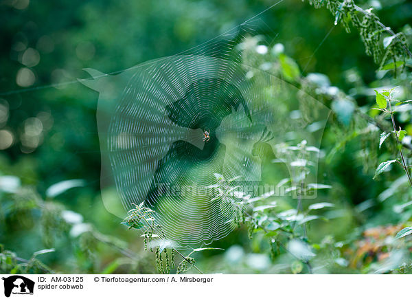 spider cobweb / AM-03125