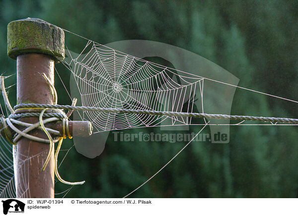 spiderweb / WJP-01394