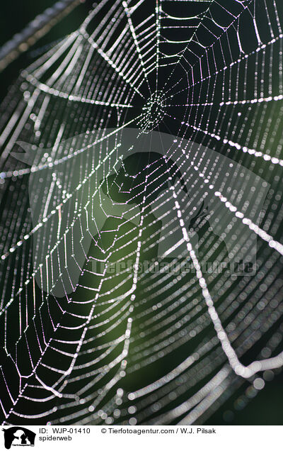 spiderweb / WJP-01410