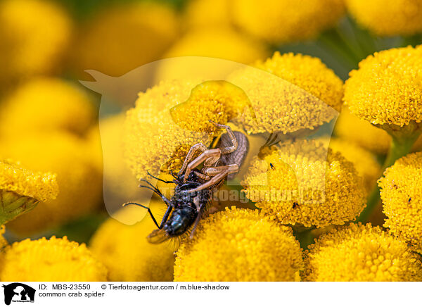 Braune Krabbenspinne / common crab spider / MBS-23550