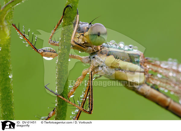 Gemeine Binsenjungfer / dragonfly / DV-01451