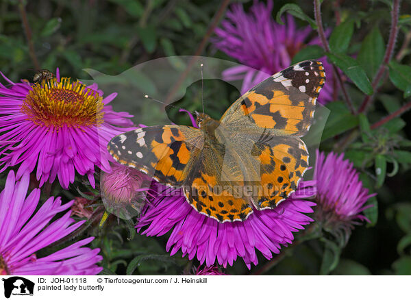 Distelfalter / painted lady butterfly / JOH-01118