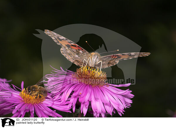 Distelfalter / painted lady butterfly / JOH-01120