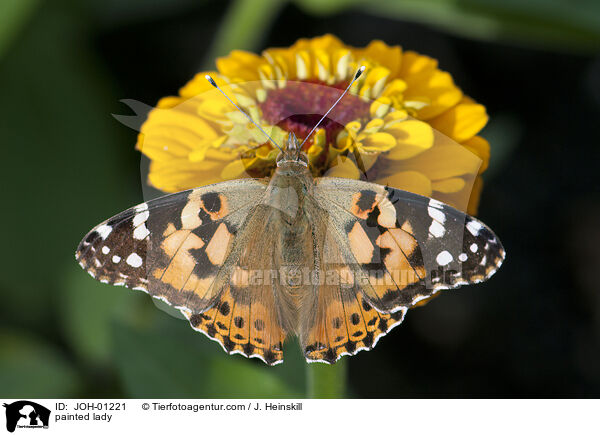 Distelfalter / painted lady / JOH-01221