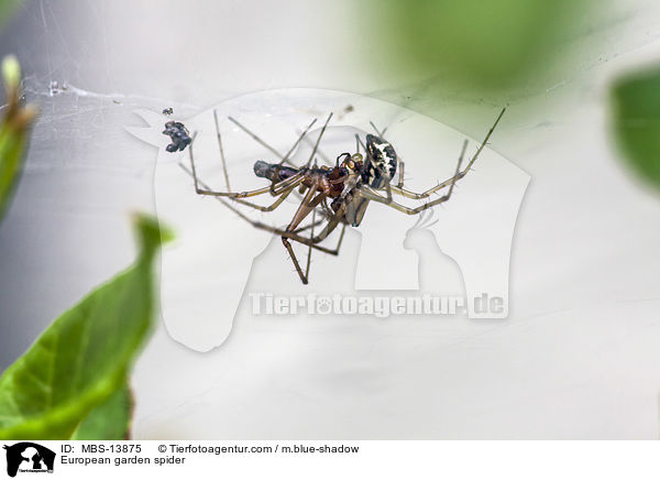 European garden spider / MBS-13875