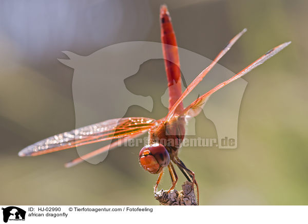 african dragonfly / HJ-02990