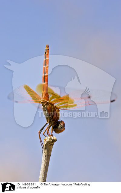 Afrikanische Libelle / african dragonfly / HJ-02991