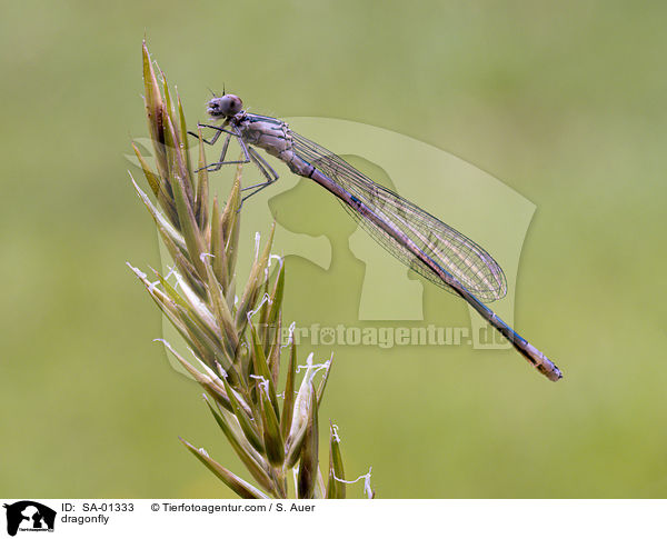 dragonfly / SA-01333