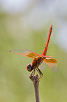 african dragonfly