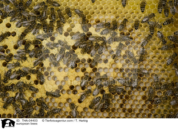 european bees / THA-04403
