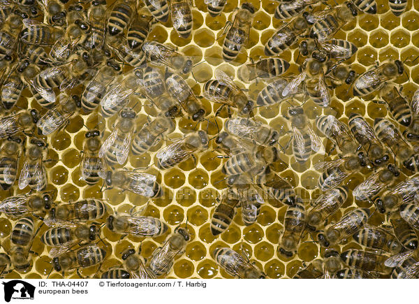 european bees / THA-04407