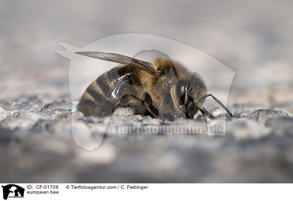 Westliche Honigbiene / european bee / CF-01708