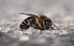 european bee