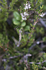 cranefly