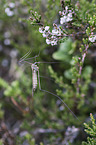 cranefly