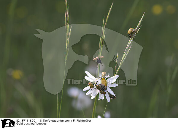 Gold dust leaf beetles / FF-11809