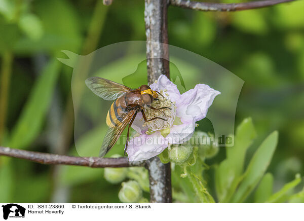 Hornet Hoverfly / SST-23860