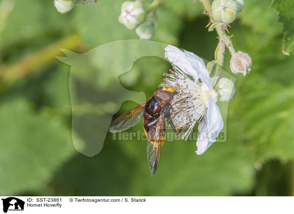 Hornet Hoverfly / SST-23861