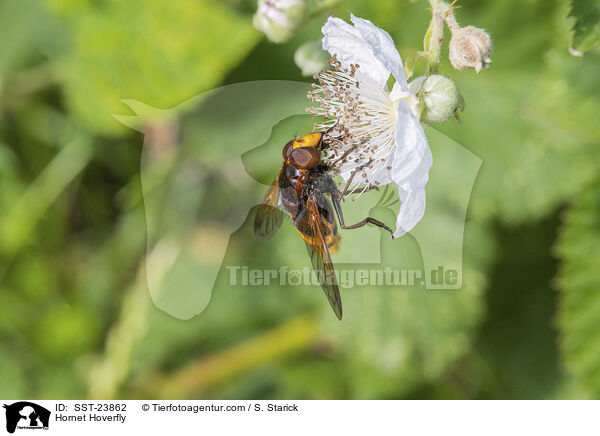 Hornet Hoverfly / SST-23862