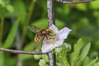 Hornet Hoverfly