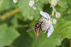 Hornet Hoverfly