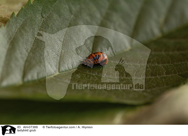Marienkfer Larve / ladybird grub / AH-07366