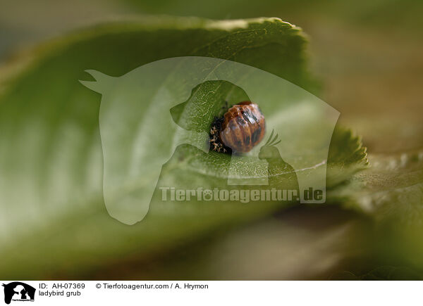 Marienkfer Larve / ladybird grub / AH-07369