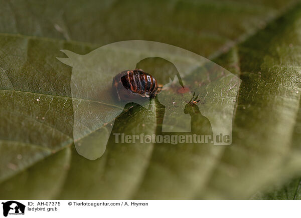 Marienkfer Larve / ladybird grub / AH-07375