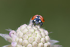 ladybird