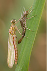 large red damselfly