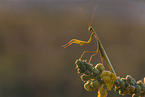 praying mantis