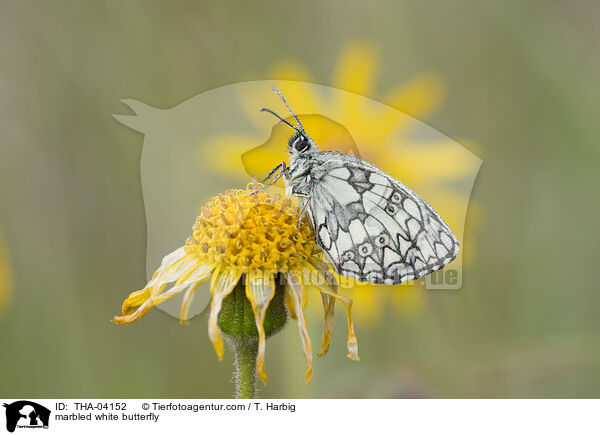 marbled white butterfly / THA-04152