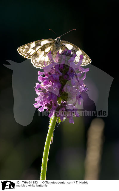 marbled white butterfly / THA-04153