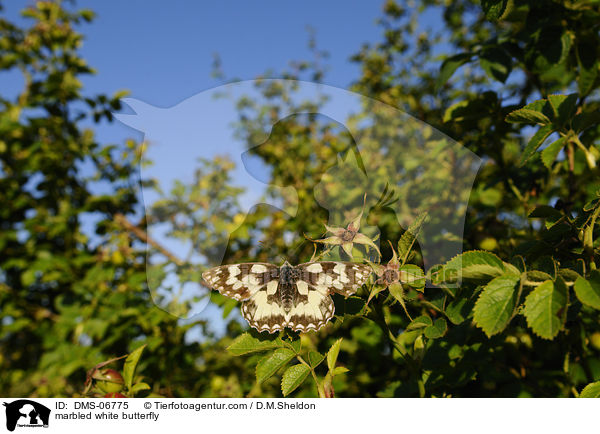 marbled white butterfly / DMS-06775