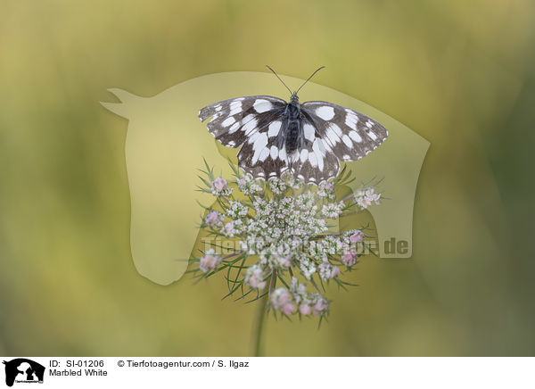 Marbled White / SI-01206