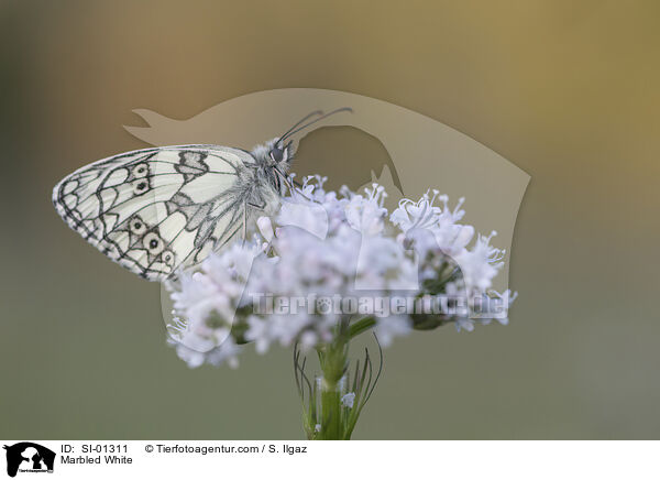 Marbled White / SI-01311