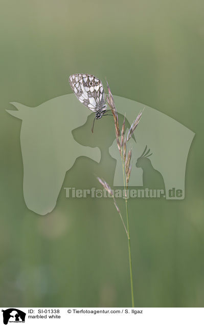 marbled white / SI-01338