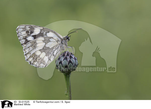 Schachbrettfalter / Marbled White / SI-01525