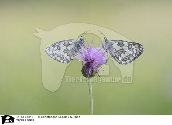 marbled white / SI-01848