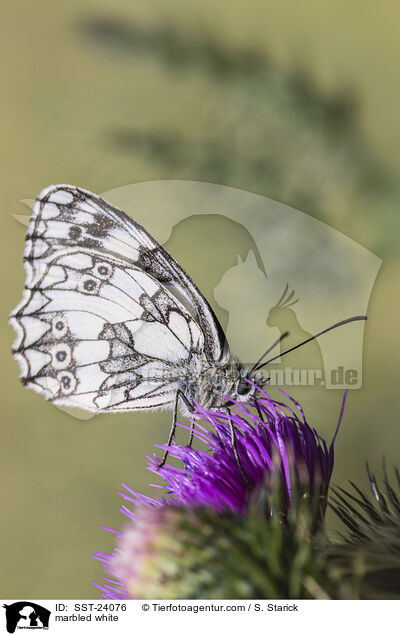 Schachbrettfalter / marbled white / SST-24076