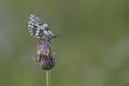 marbled white