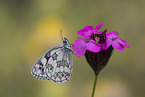 marbled white