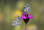 marbled white