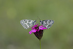 marbled white