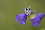 marbled white