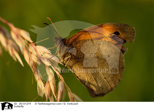 butterfly / DV-01274